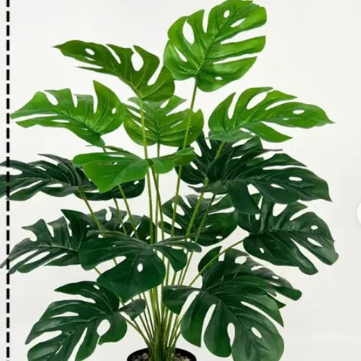 Lush green Monstera plant with large fenestrated leaves in black pot, ideal for home or office decor